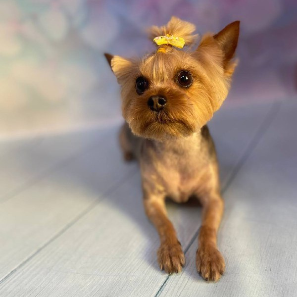 Йоркширский терьер стрижка под машинку