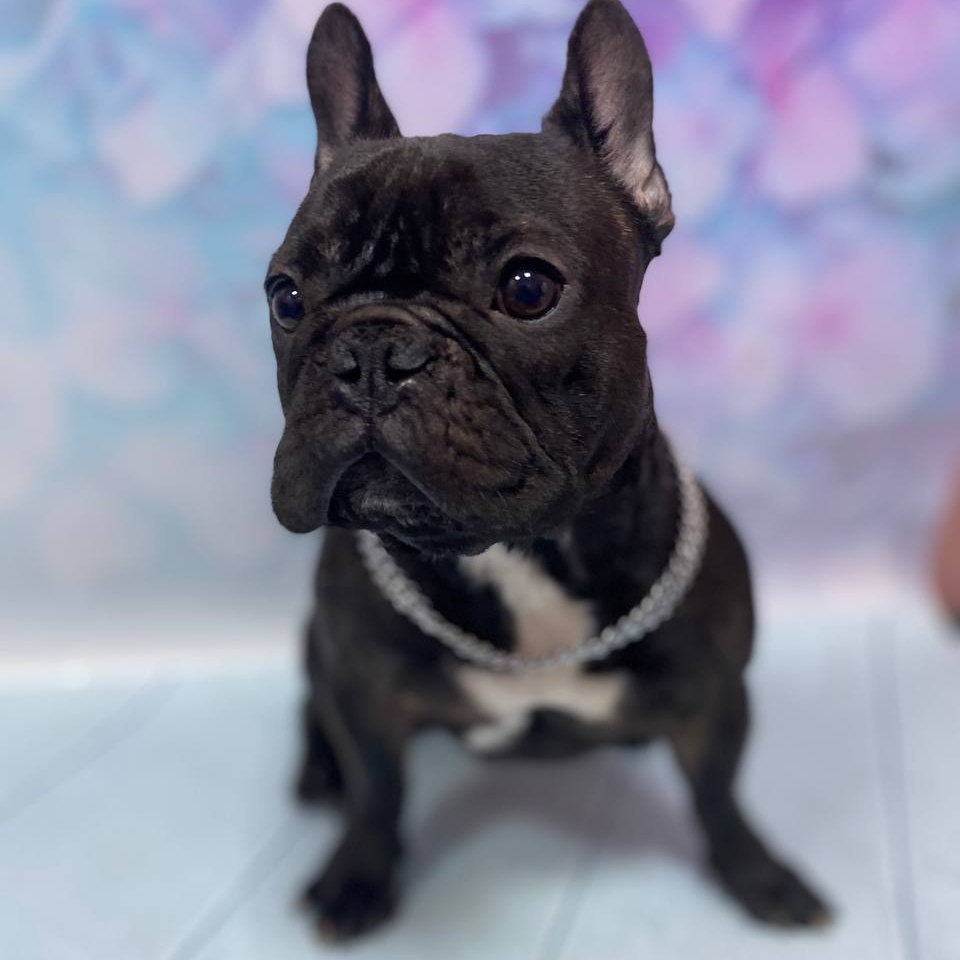 Французский бульдог комплекс