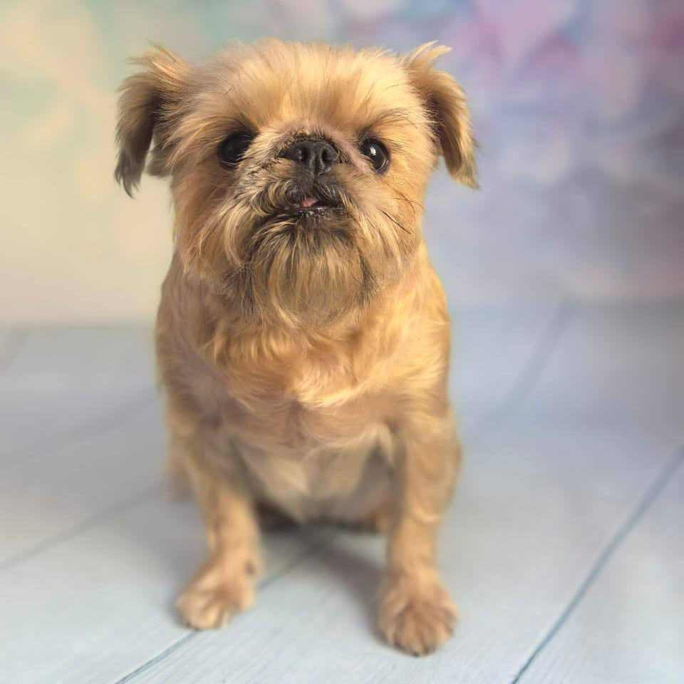 Брюссельский гриффон тримминг