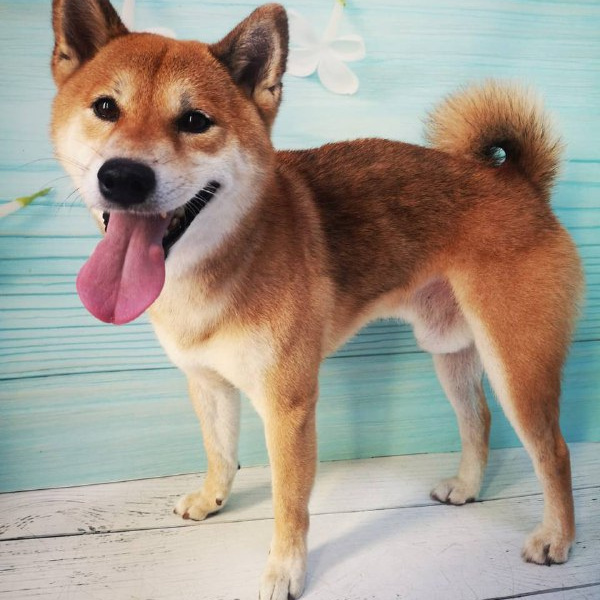 Сиба-ину комплекс