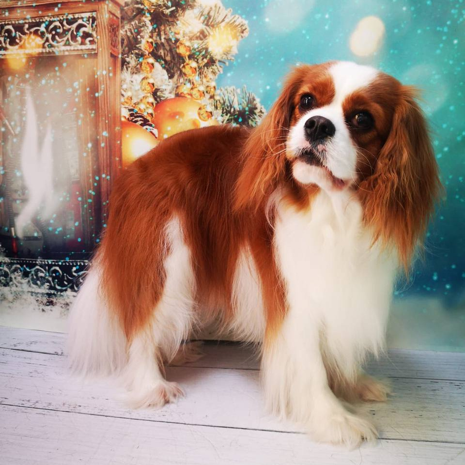 Кавалер/кинг-чарльз спаниель экспресс-линька