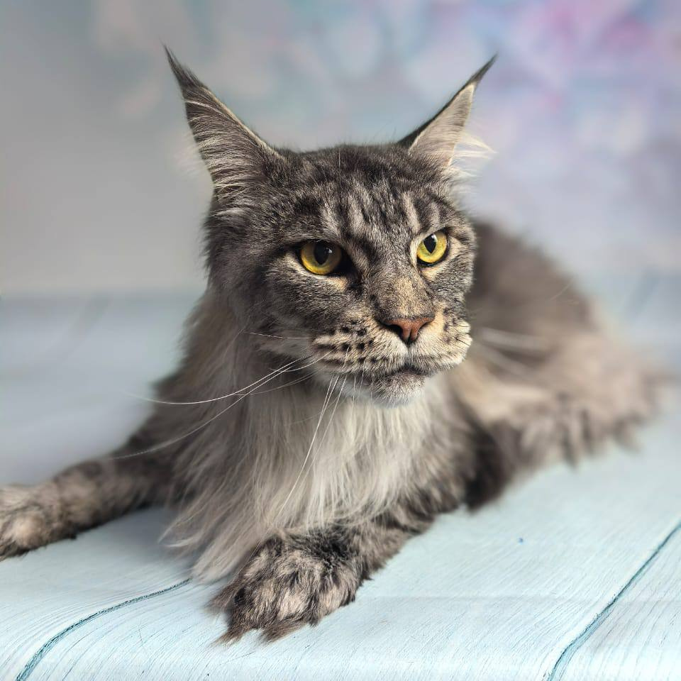 Мейн-кун экспресс-линька