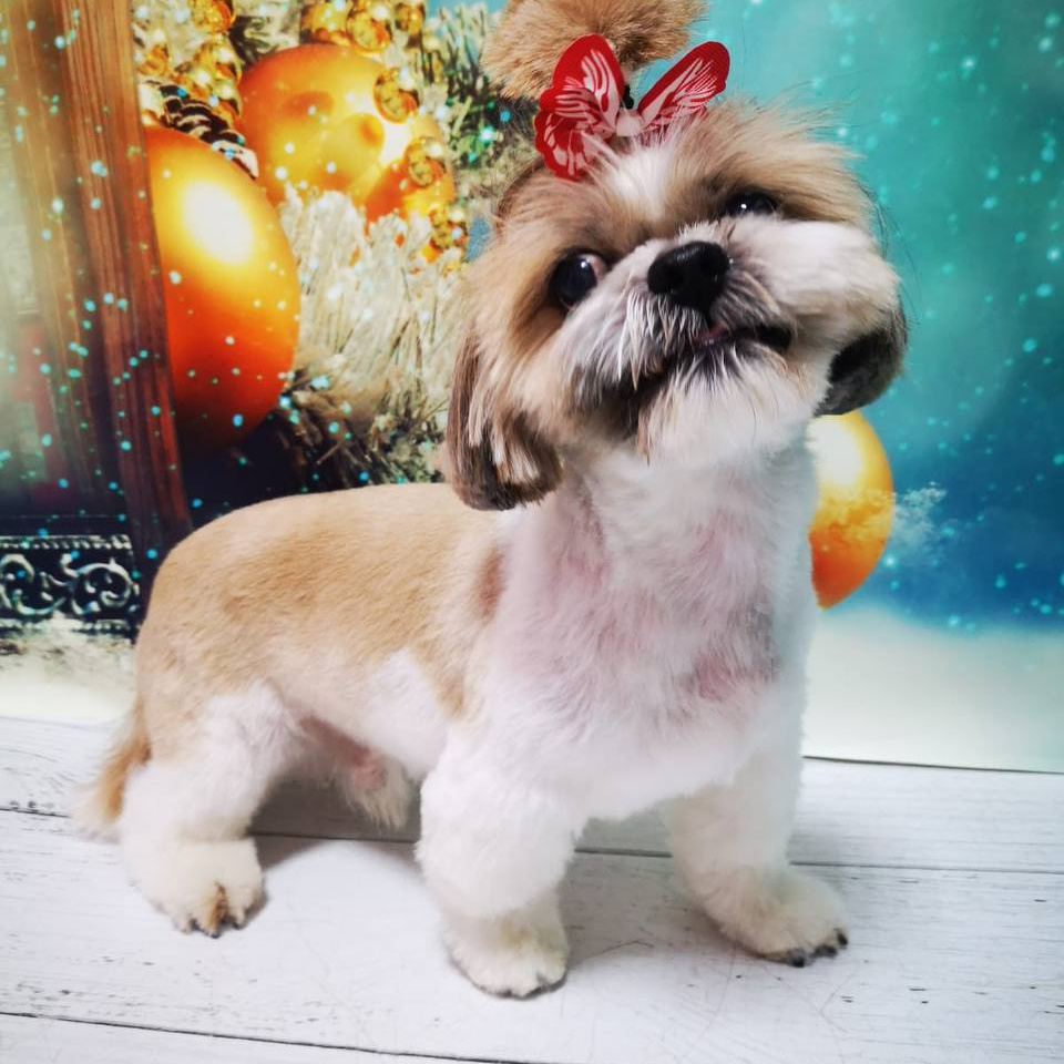 Ши-тцу комплекс