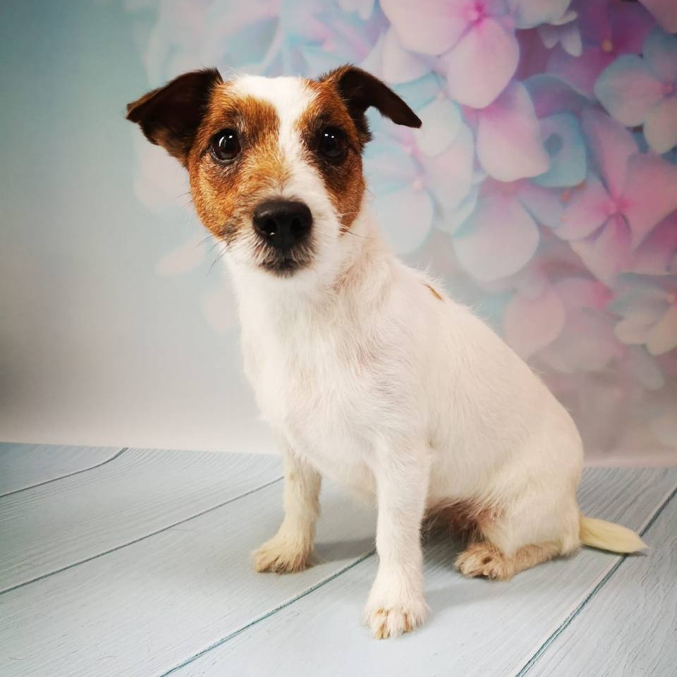 Джек-рассел-терьер/Парсон-рассел-терьер тримминг