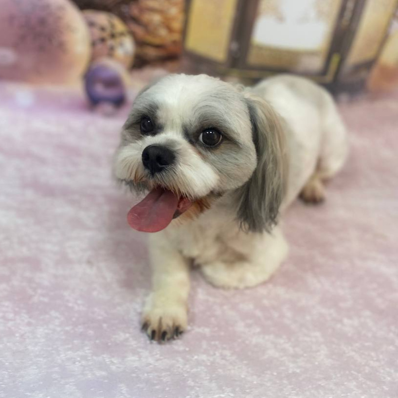 Ши-тцу стрижка под машинку