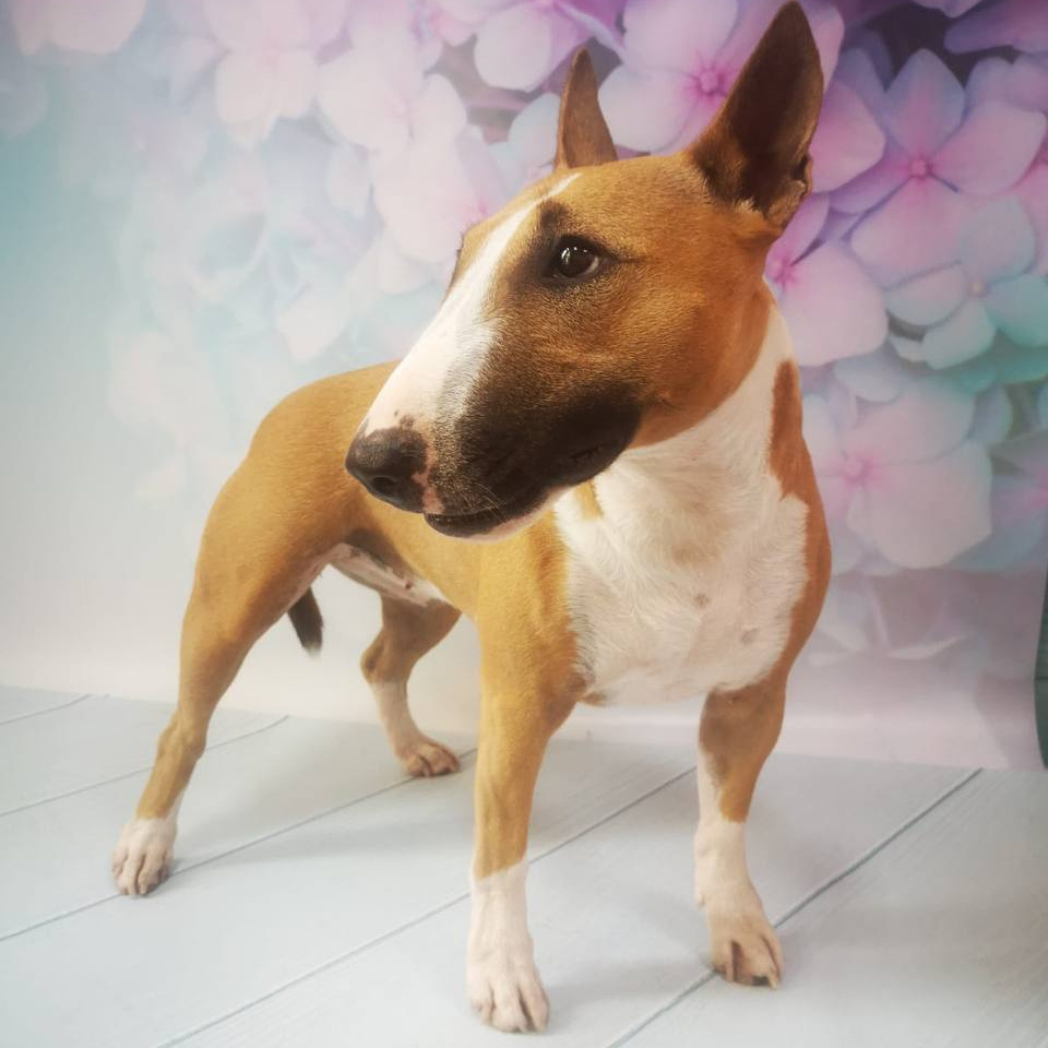 Бультерьер экспресс-линька