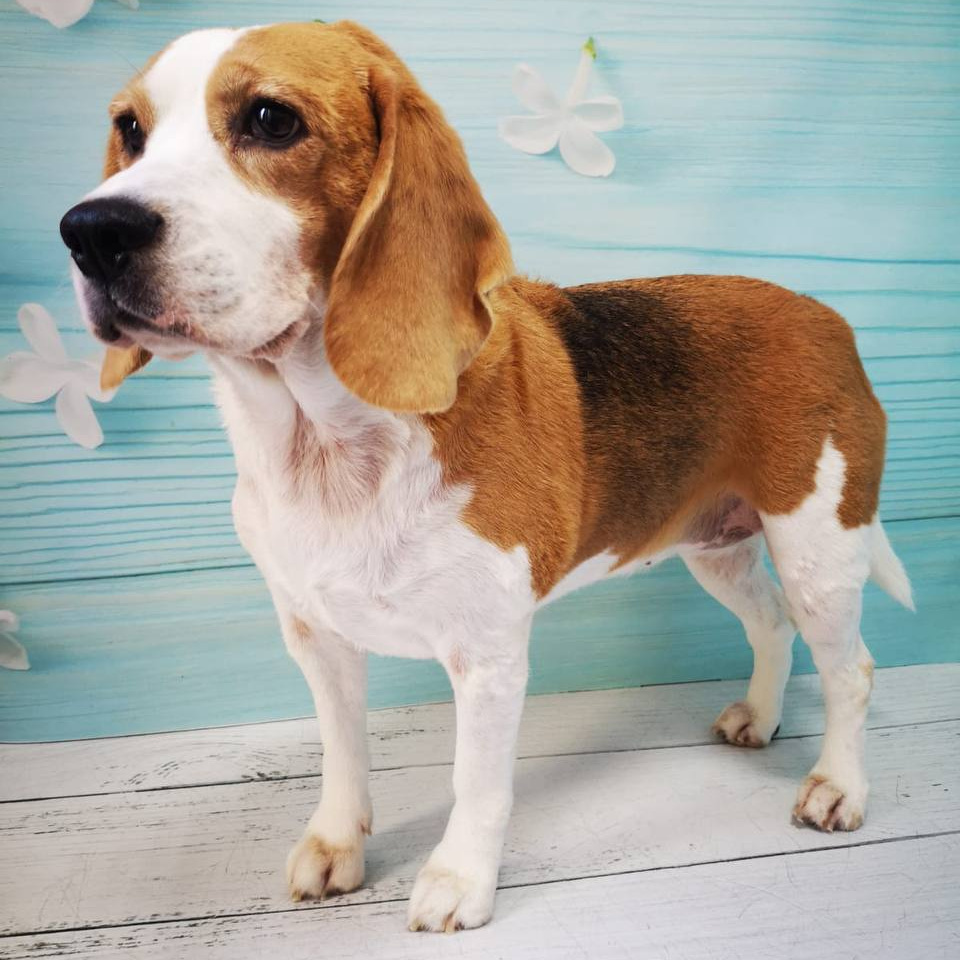 Бигль комплекс