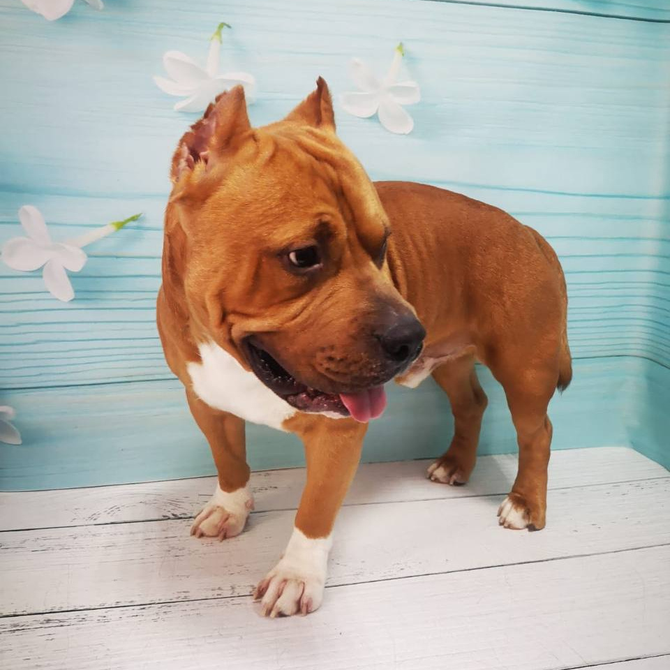 Американский стаффордширский терьер комплекс