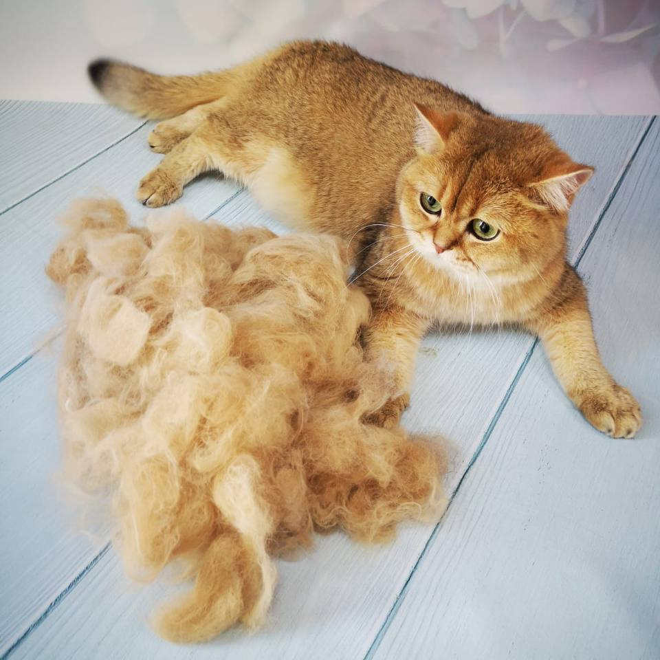 Кошки г/ш, к/ш сухое вычесывание (цена за 1 час)