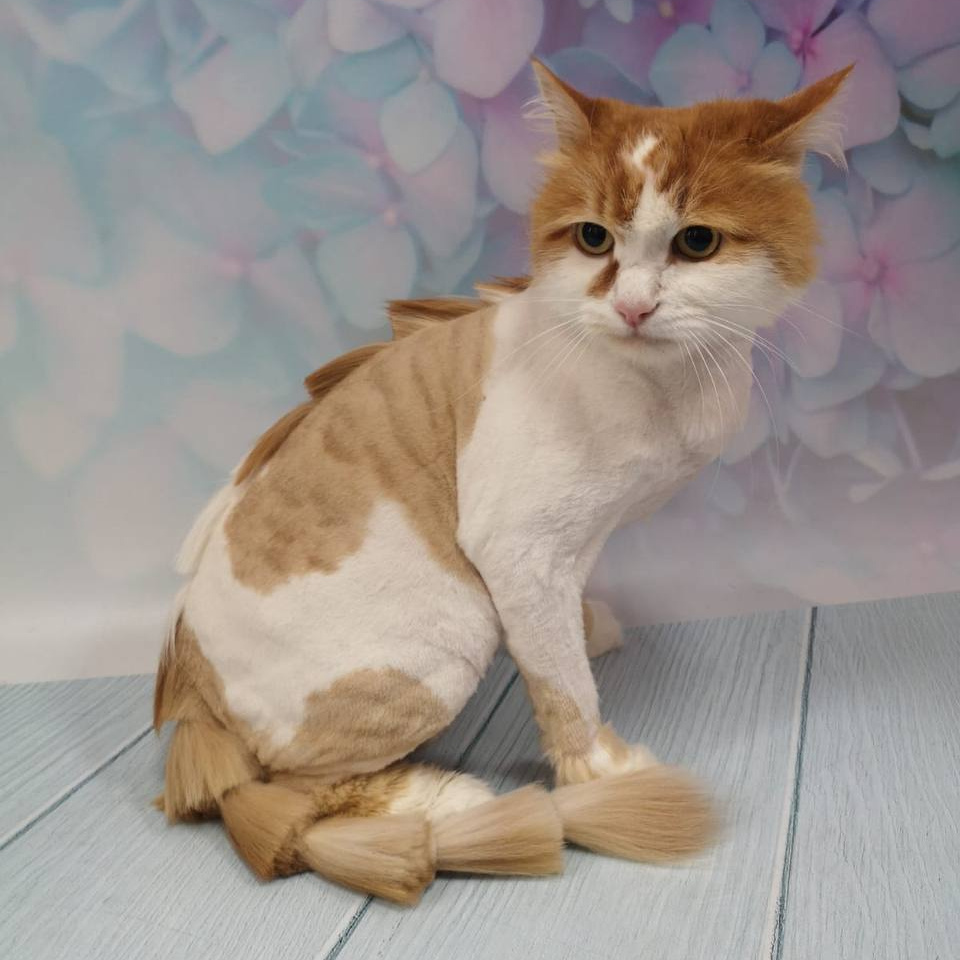 Кошки д/ш (кроме мейн-кунов) комплекс