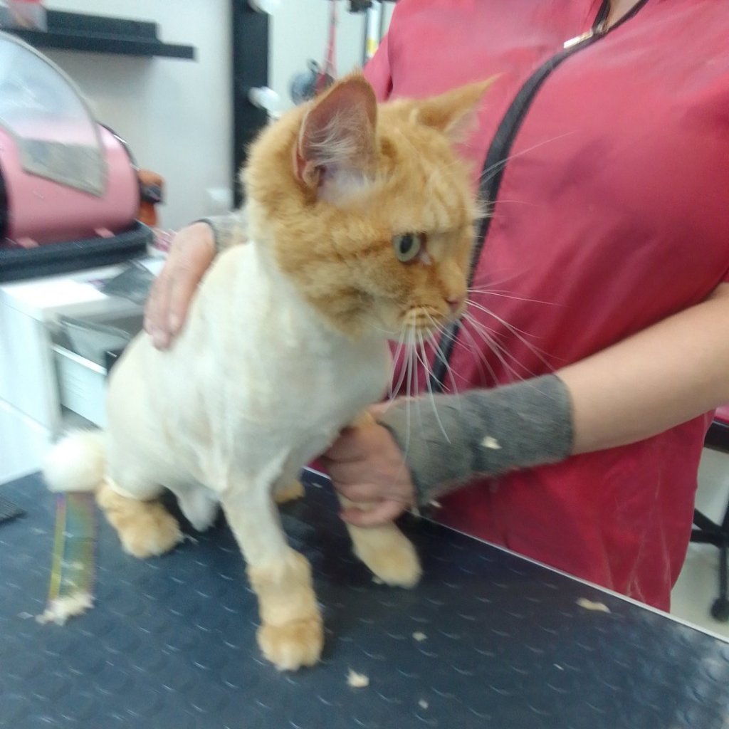 Стрижка котиков
агрессия+600