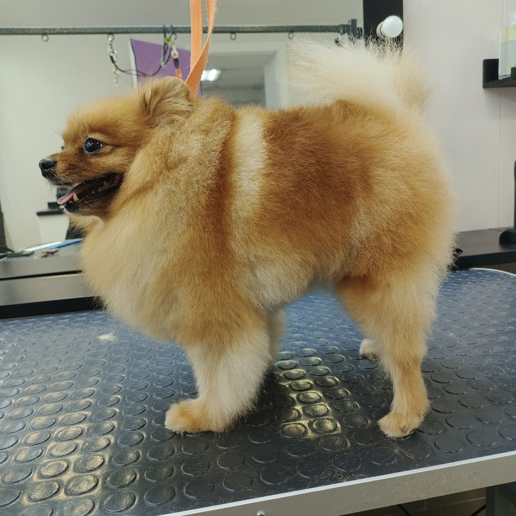 Шпиц комплекс