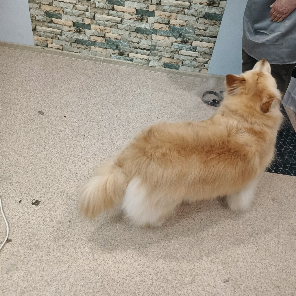 Экспресс линька от 2000
Самоед 4000