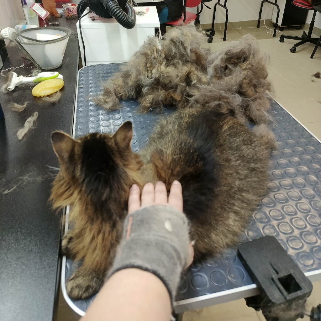 Экспресс линька 
мейкун+600р