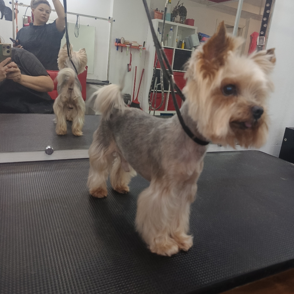 Йорк комплекс