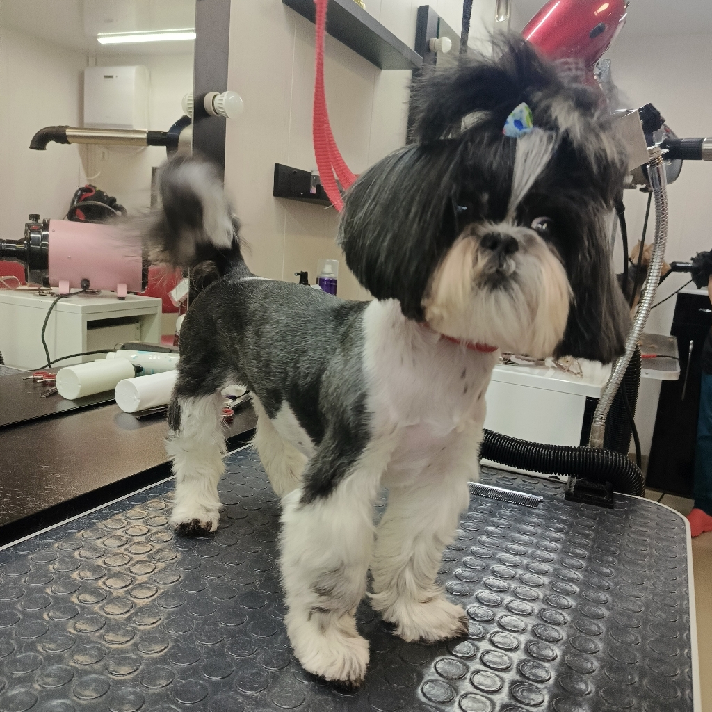 шицу комплекс