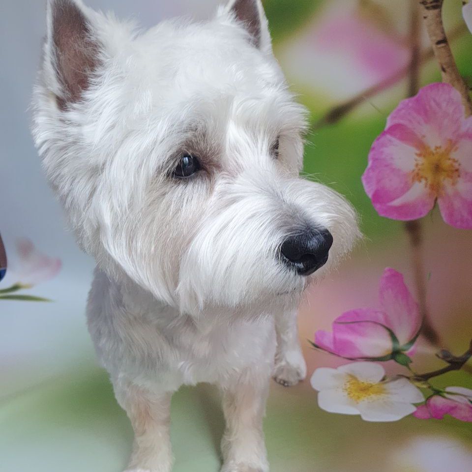 Вест-хайленд-уайт-терьер стрижка под машинку