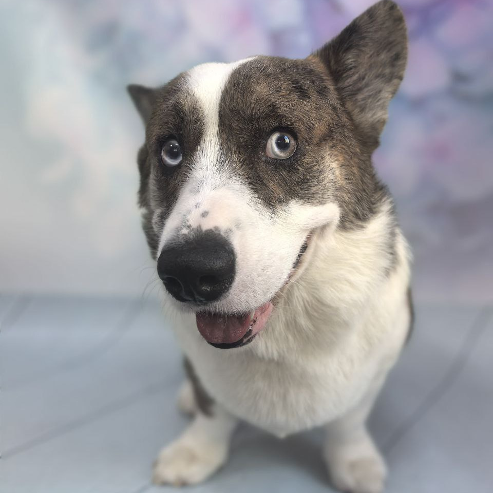 Вельш корги кардиган комплекс