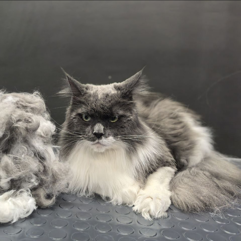 Мейн-кун сухое вычесывание (цена за 1 час)