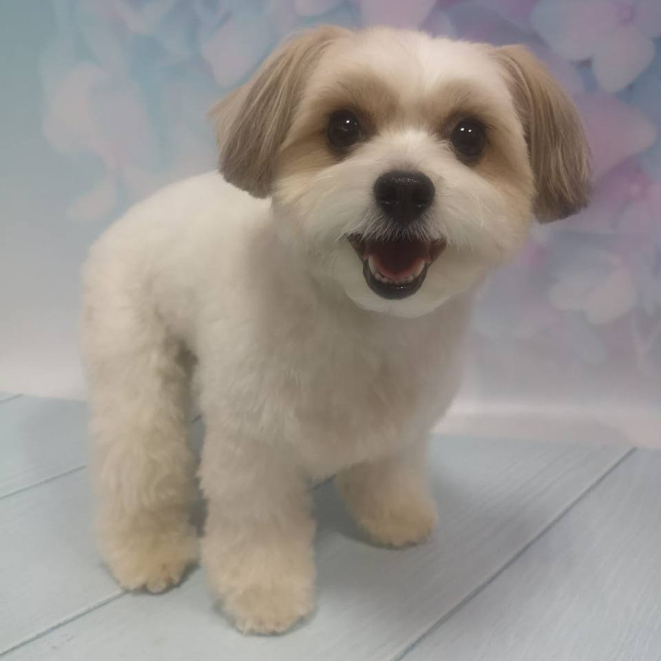 Метис до 5 кг комплекс