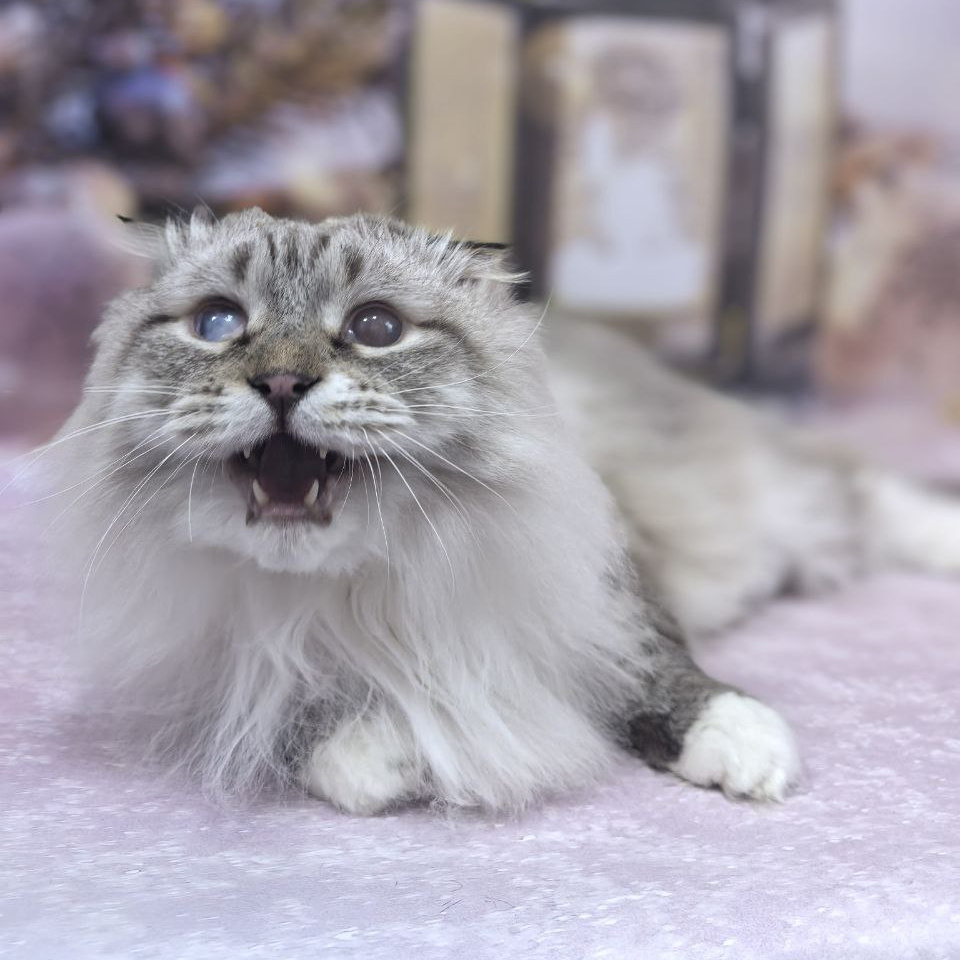 Кошки д/ш (кроме мейн-кунов) сухое вычесывание (цена за 1 час)