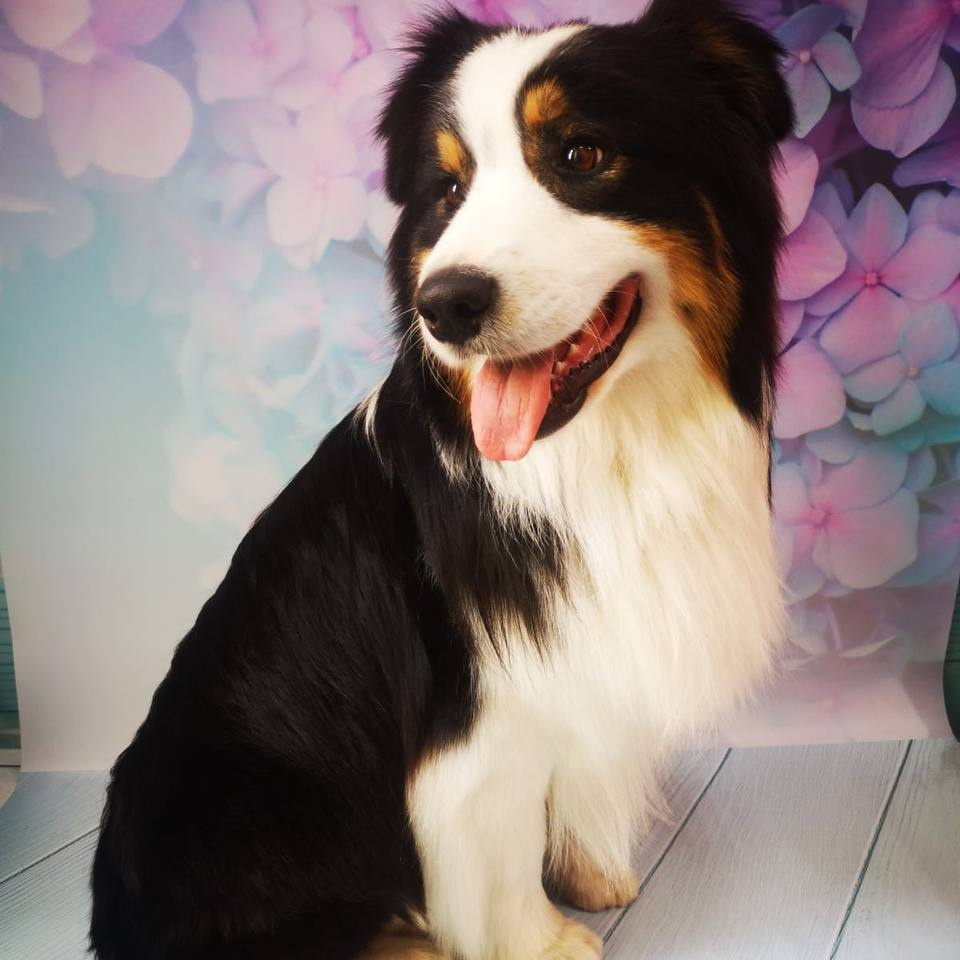 Аусси (австралийская овчарка) экспресс-линька