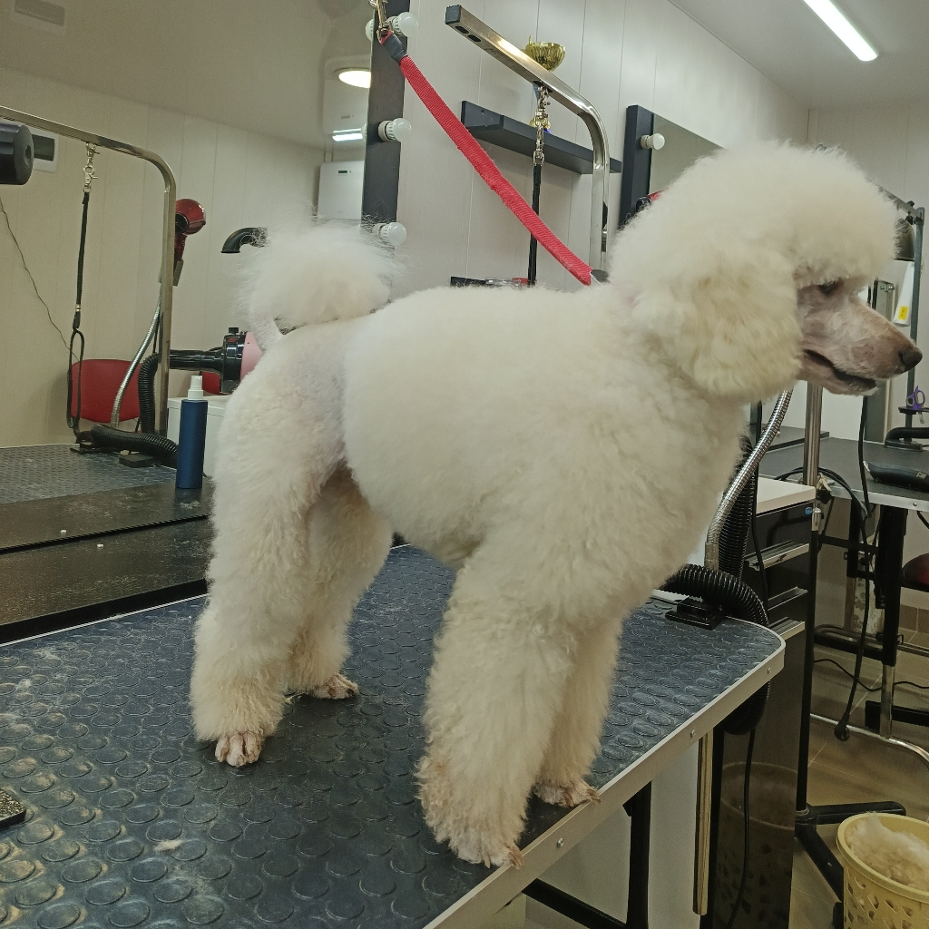 пудель комплекс