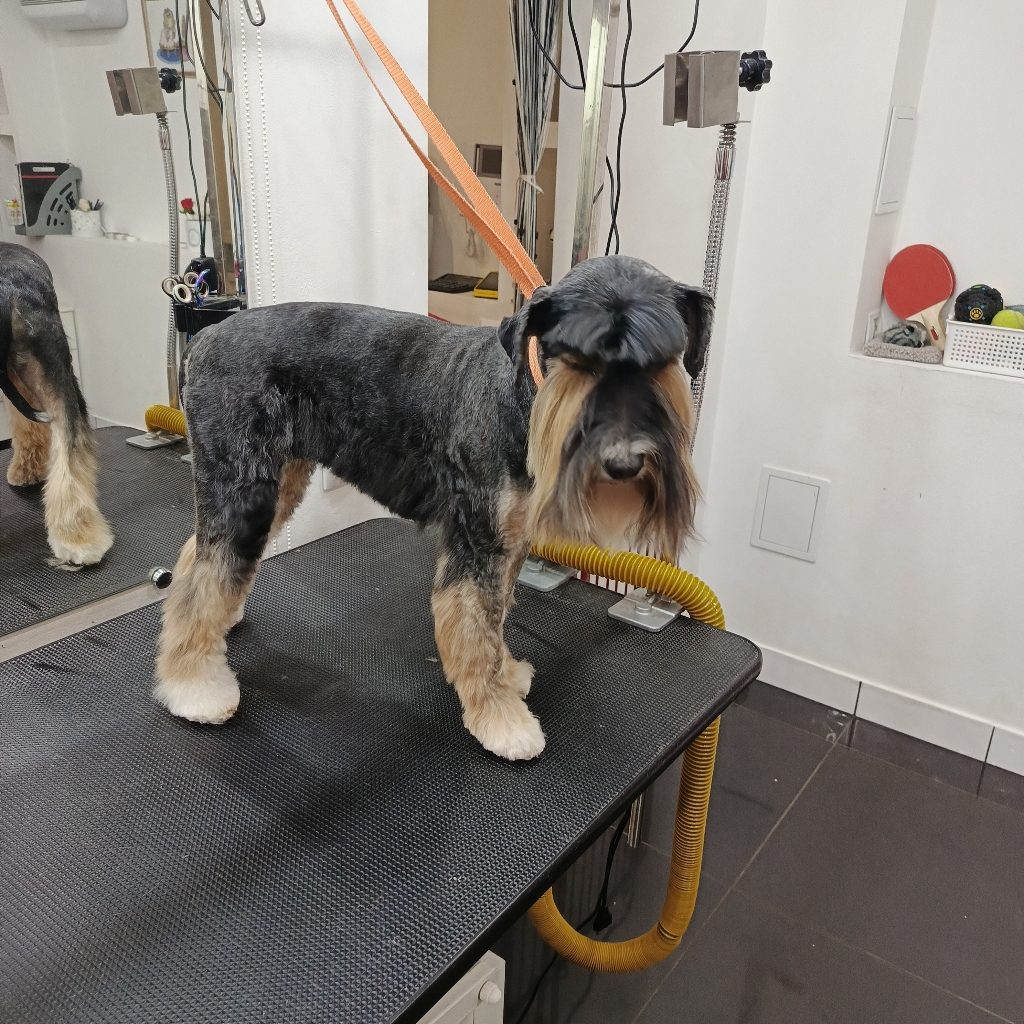 цверг комплекс