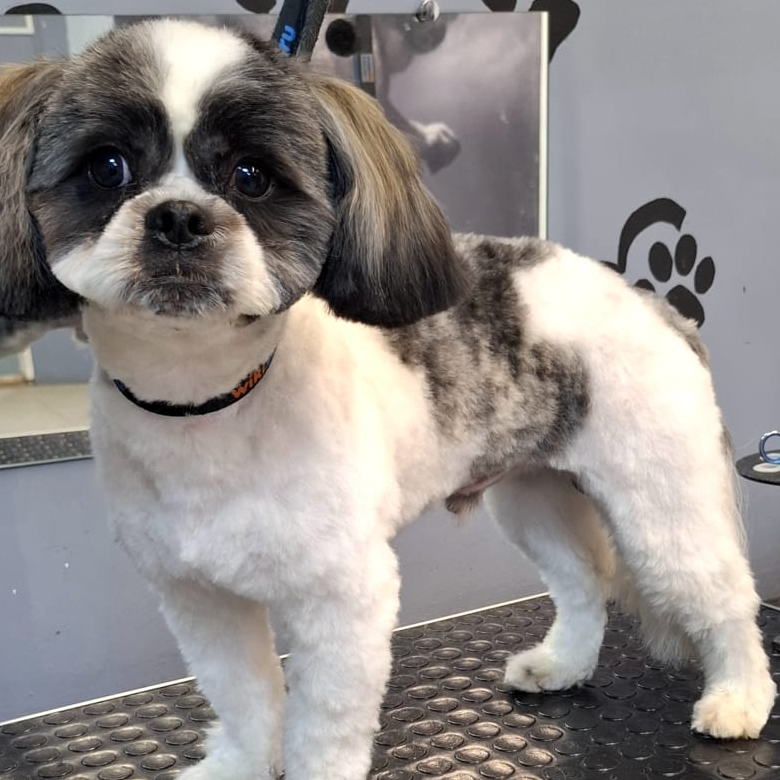 Комплексный уход для шитцу