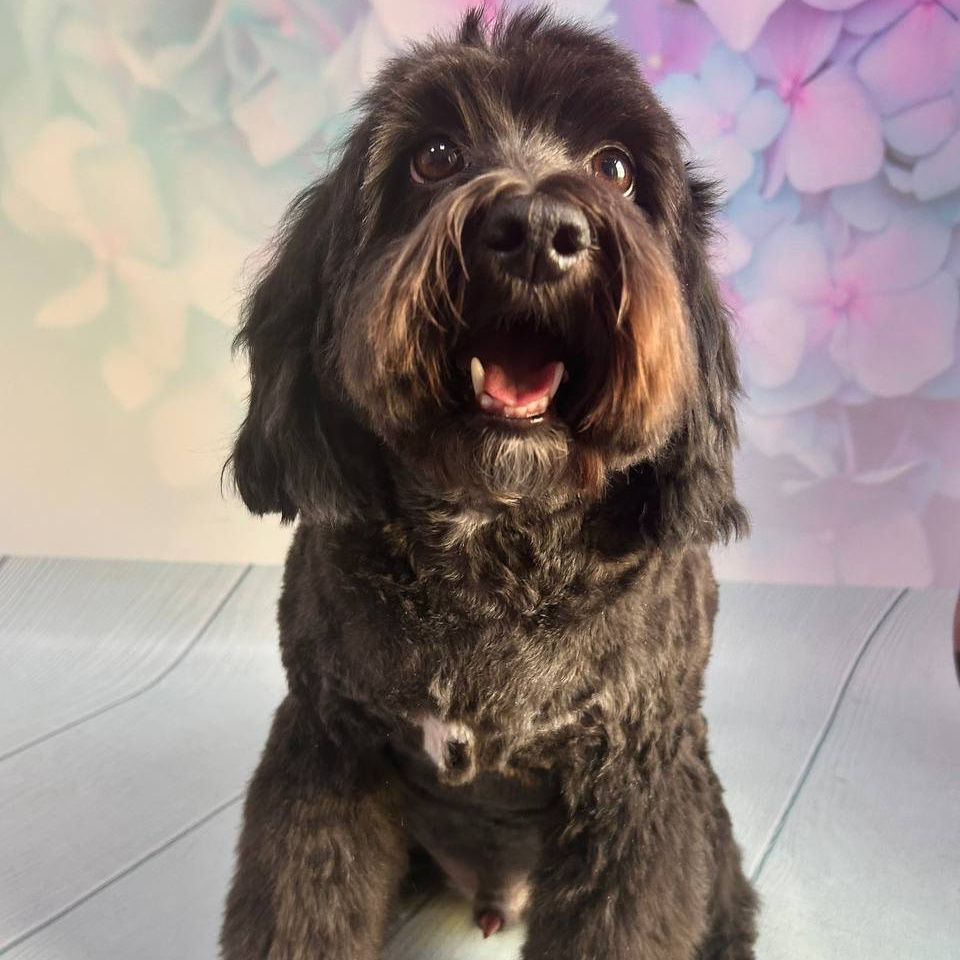 Метис 11-15 кг комплекс