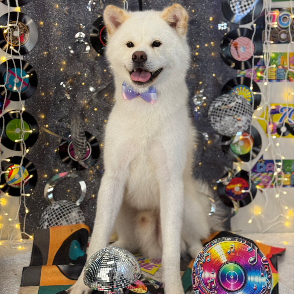 Akita Inu - kompleksowa usługa