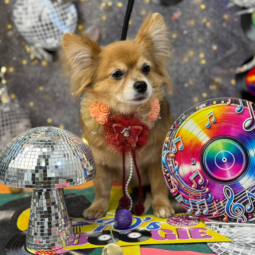 Chihuahua - kompleksowa usługa