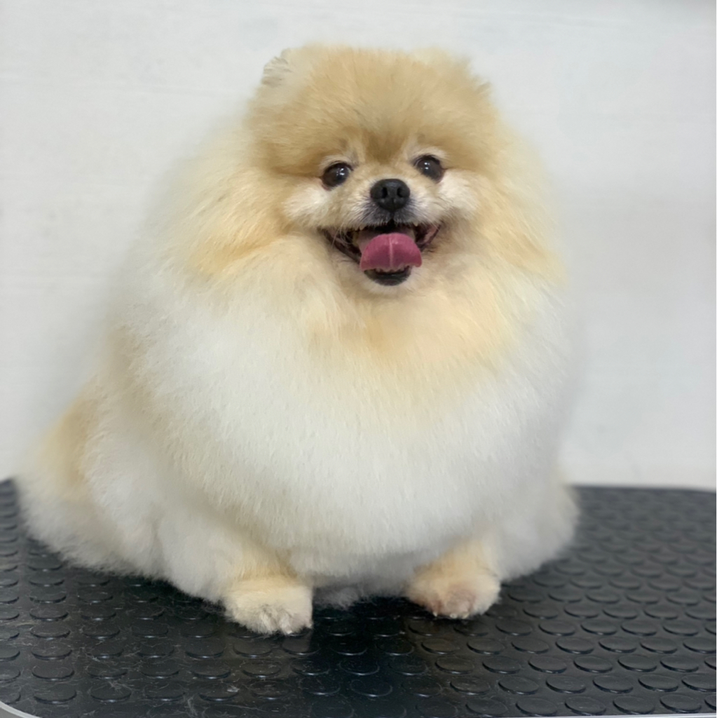 Комплекс шпиц от 25 см