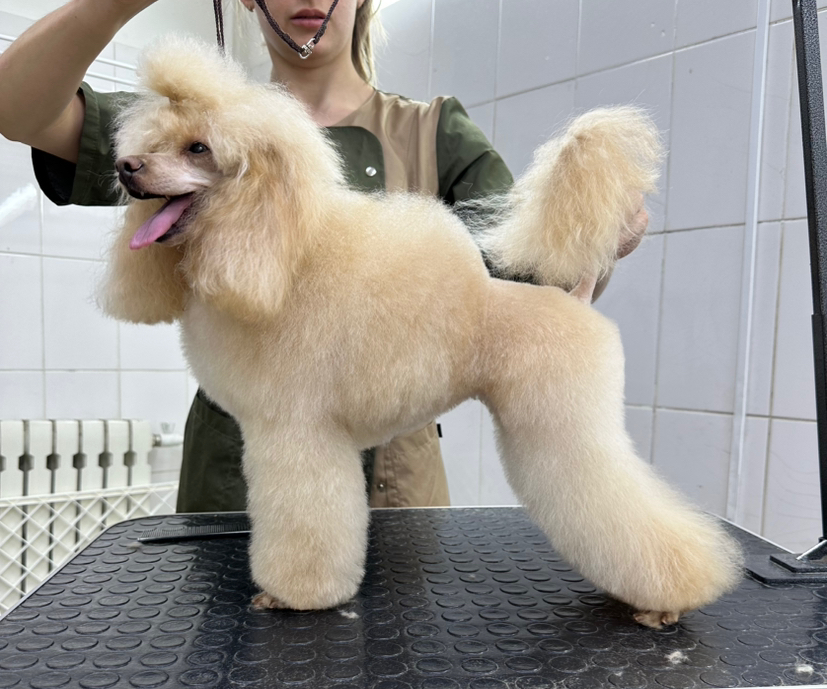 ПУДЕЛЬ Той (24-28см) корпус стрижется  ножницами ( от 2 см)