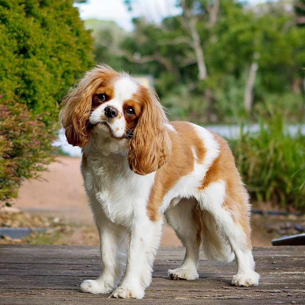 Кавалер Кинг Чарльз спаниель Комплекс "Стандарт" (стрижка модельная) до 33 см (более 33 см + 500р)