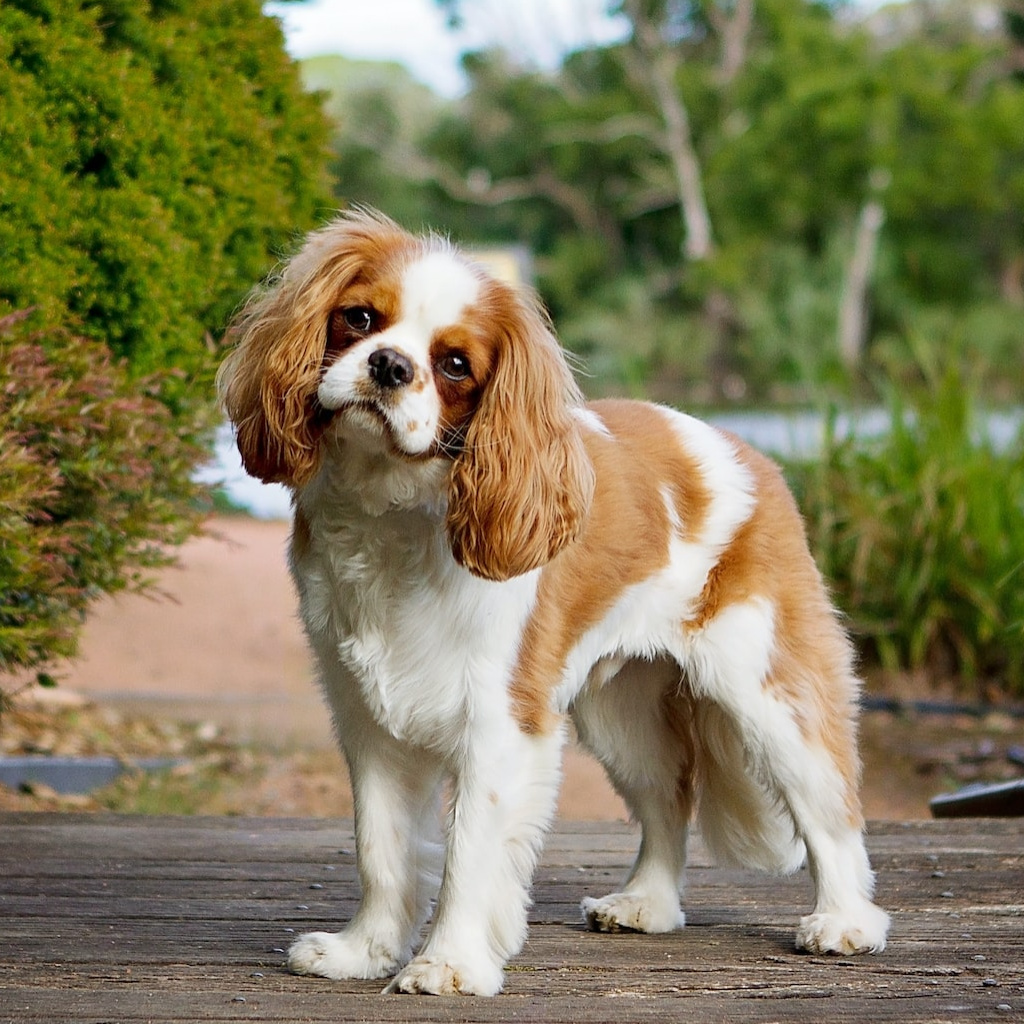 Кавалер Кинг Чарльз спаниель Комплекс "Премиум-спа" (стрижка коротко 5мм) до 33 см (более 33 см + 500р)