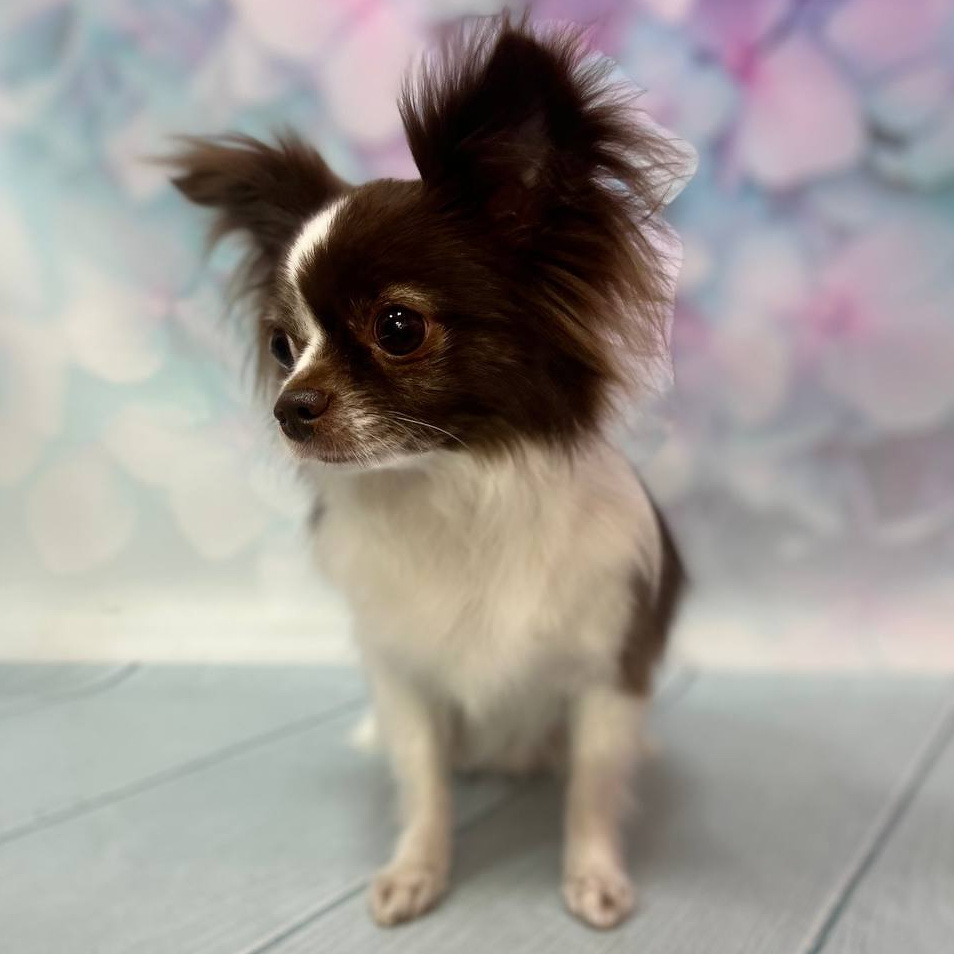 Чихуа-хуа д/ш экспресс-линька