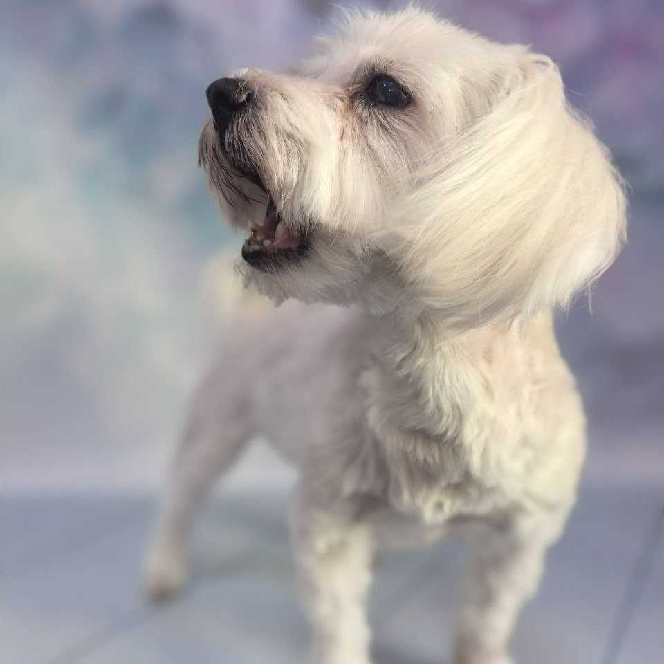 Мальтезе стрижка под машинку