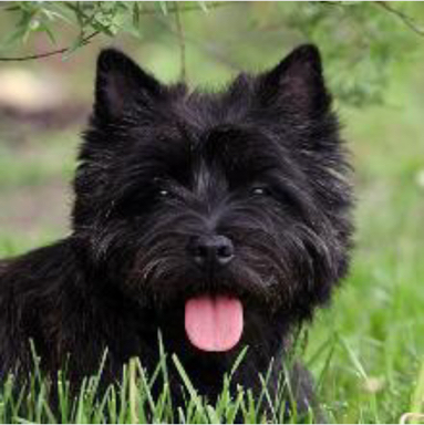 Вест/Керн/Норвич - Стрижка Модельно