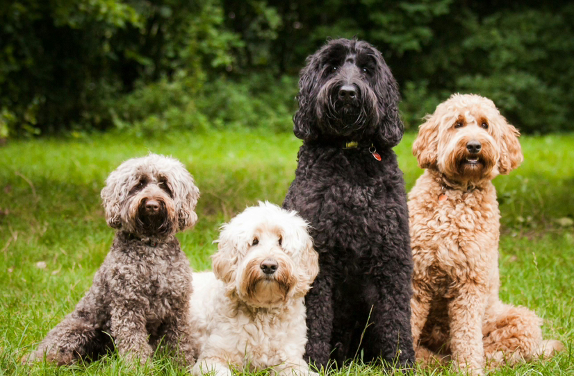 Коббердог/Лабрадудль 55-65см - Комплекс со стрижкой