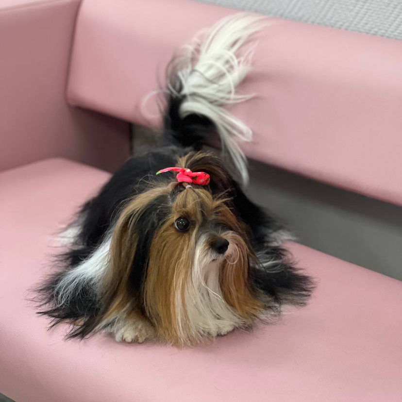 Гигиена БЕЗ СТРИЖКИ для Йорка/Бивера/Мальтезе