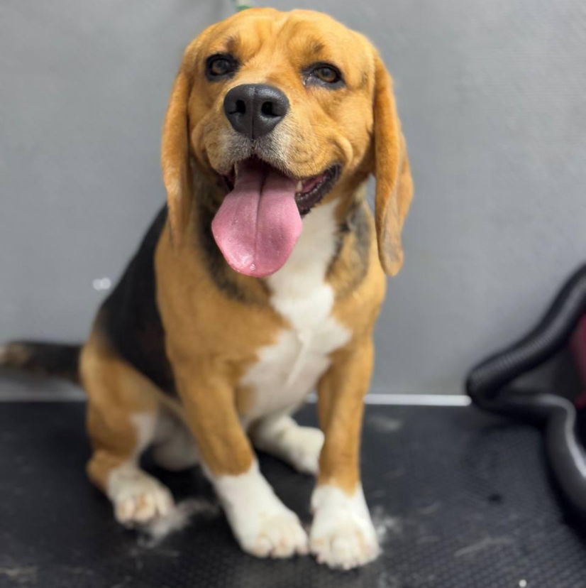 Экспресс линька для Бигля