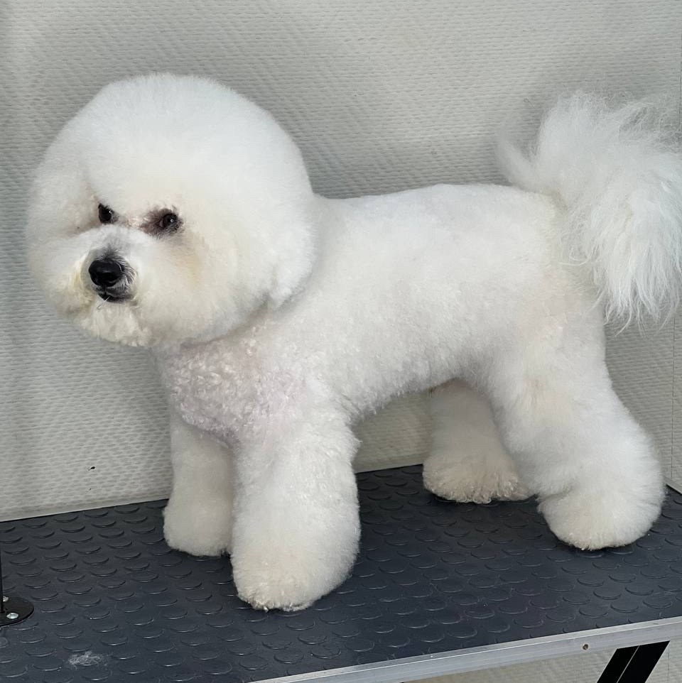 Комплекс СО СТРИЖКОЙ ПОД НОЖНИЦЫ для Бишон Фризе