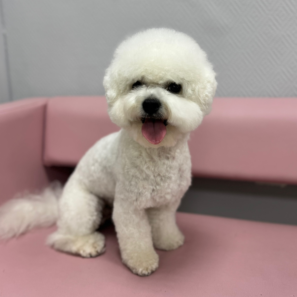 Комплекс СО СТРИЖКОЙ ПОД МАШИНКУ для Бишон Фризе