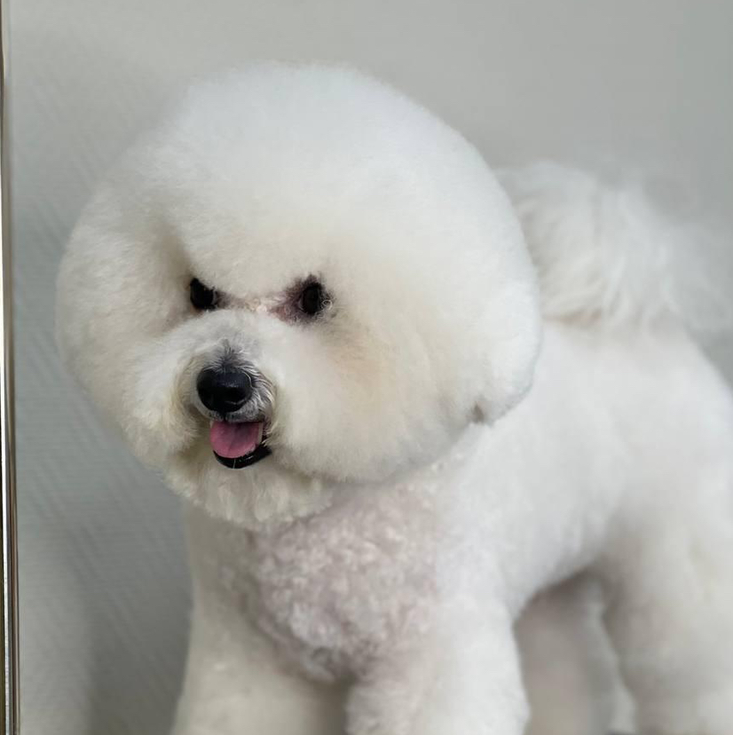 Гигиена БЕЗ СТРИЖКИ Бишон фризе