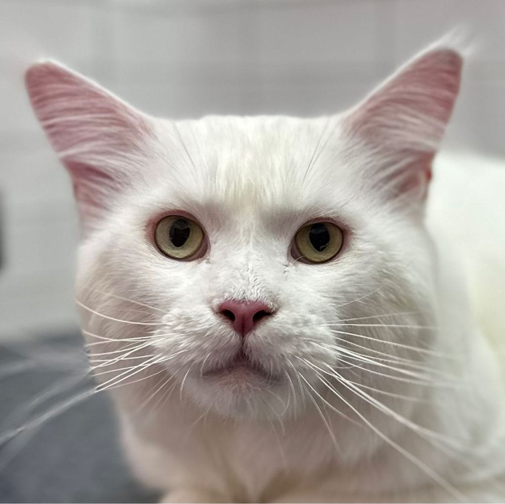 Экспресс-линька для мейн-кунов/невских маскарадных/персидских кошек с уходовой маской для шерсти