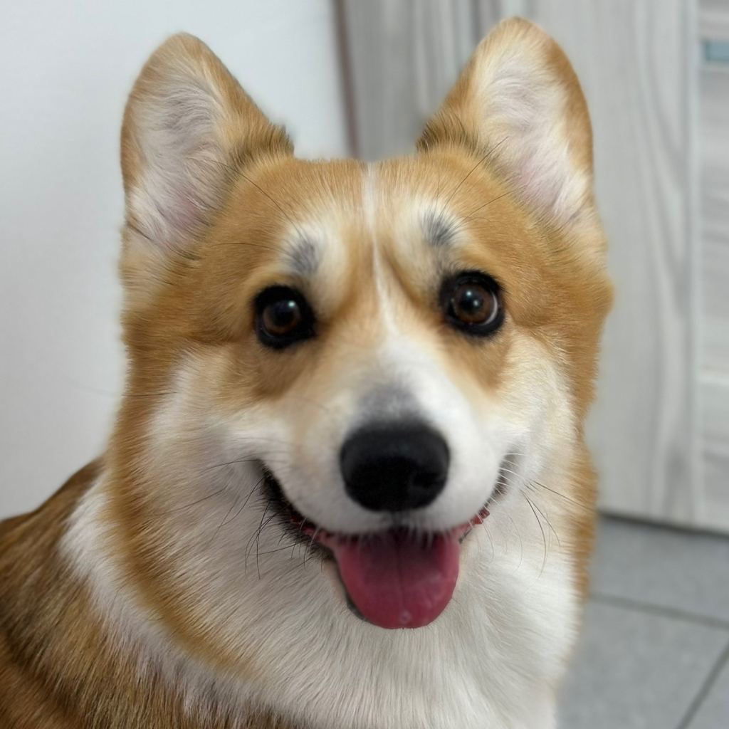 Экспресс линька для Корги