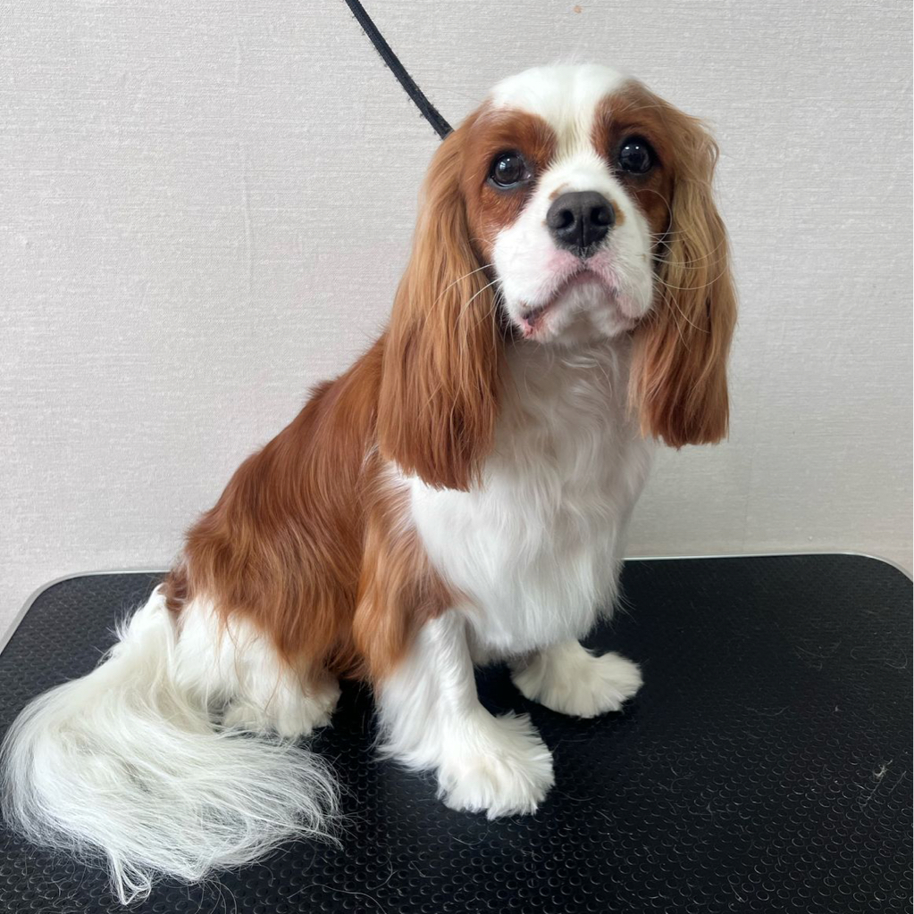 Комплекс для Кавалера