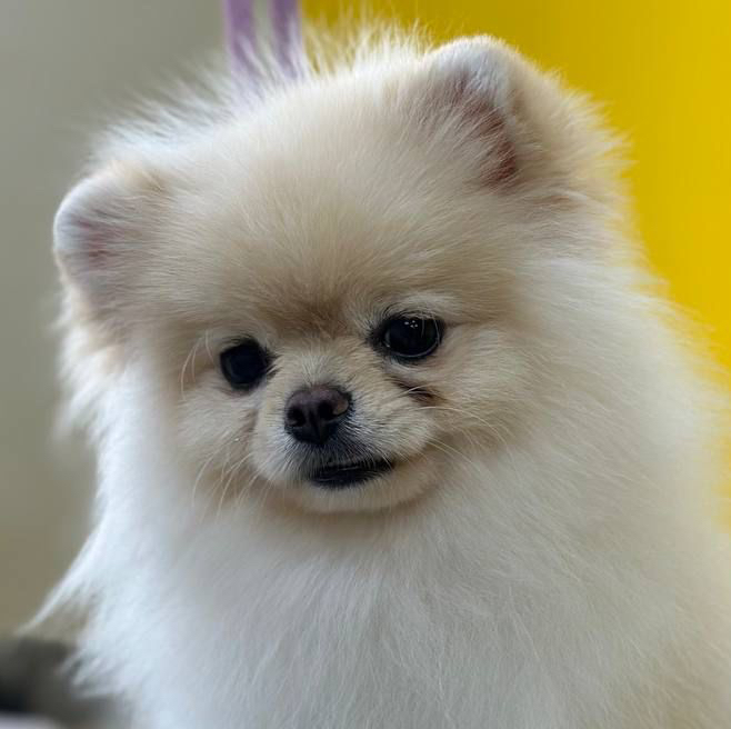 Гигиена БЕЗ СТРИЖКИ для шпица до 5 кг.