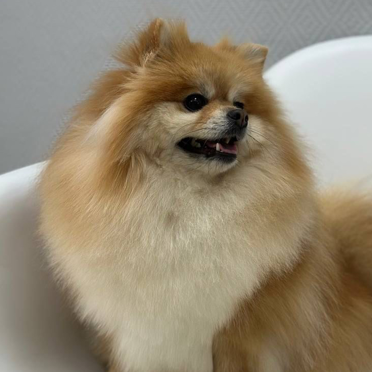 Гигиена БЕЗ СТРИЖКИ для шпица от 6 кг.